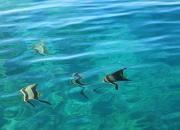 Гордость Бали и нетронутая тропическая природа - заповедник Барат 