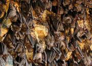 Пещера летучих мышей