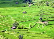 Рисовые террасы Джатилуви на Бали: как добраться