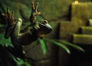 Парк рептилий и крокодиловая ферма