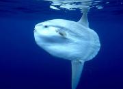 Дайвинг на Бали. Кристал бэй - жемчужина подводного мира.